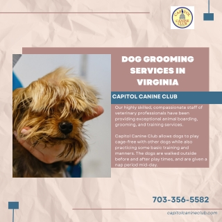 Dog Grooming Services in Virginia