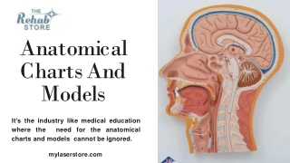 Anatomical Charts And Models