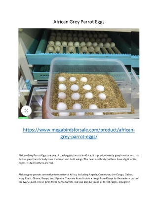 African Grey Parrot Eggs
