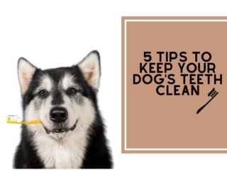 5 Tips To Keep Your Dog's Teeth Clean