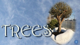 Trees 3