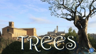 Trees 5 Andrea Roggi