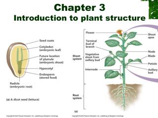 Chapter 3 Introduction to plant structure