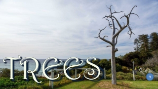 Trees 9