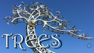 Trees 11