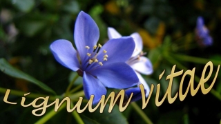 Lignum vitae -Tree of life
