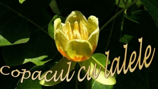 Copacul cu lalele (Liriodendron tulipifera)