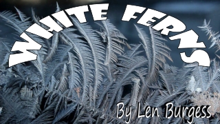 White ferns by Len Burgess