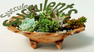 Succulents1