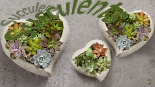 Succulents2
