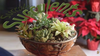 Succulents3