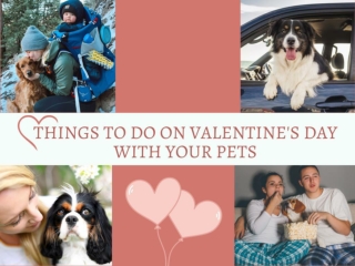 Get 15% off on all Pet Supplies This Love Season