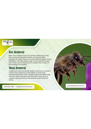 Bee & Wasp Removal - better termite