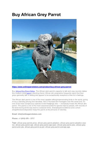 Buy African Grey Parrot