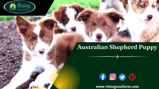Adorable Australian Shepherd Puppy - Loyal, Affectionate, and Eager to Please!