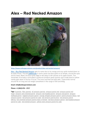 Red Necked Amazon