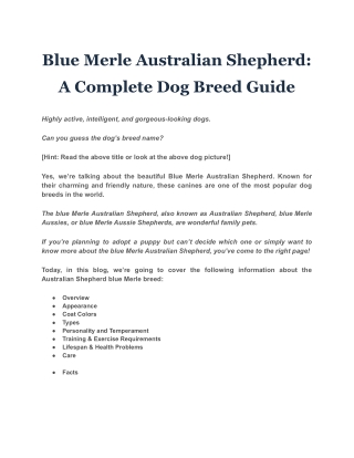 Blue Merle Australian Shepherd: A Complete Dog Breed Guide