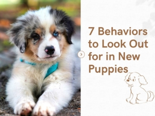 7 Behaviors to Look Out for in New Puppies