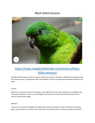 Buy Black Billed Amazon Parrot Online – For Sale