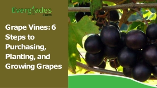 Grape Vines 6 Steps to Purchasing, Planting, and Growing Grapes