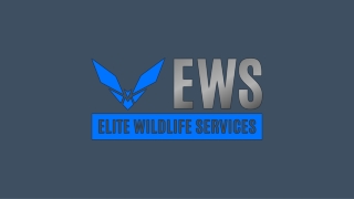 Rat Control - Elite Wildlife Services