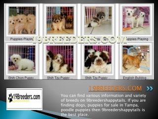 19Breeders Reviews- Choosing the Right Puppy For you