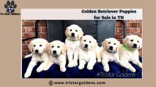 Tips to Find the Best Golden Retriever Puppies for Sale in TN