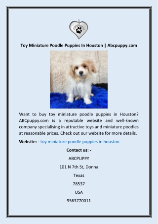 Toy Miniature Poodle Puppies In Houston  Abcpuppy