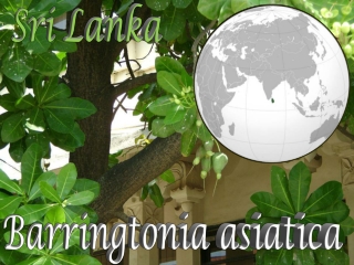 Sri Lanka Barringtonia asiatica