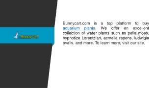 Aquarium Plants  Bunnycart.com