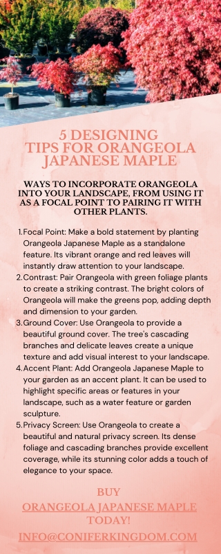 Designing with Orangeola Japanese Maple