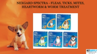 Nexgard Spectra - Fleas, Ticks, Mites, Heartworm & Worm Treatment | VetSupply