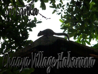 Sri Lanka Habarana2