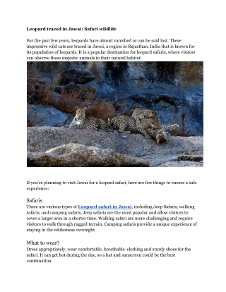 Leopard traced in Jawai_ Safari wildlife