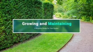 Growing and Maintaining a Beautiful Hedge for Your Garden
