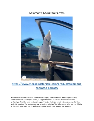 Solomon’s Cockatoo Parrots