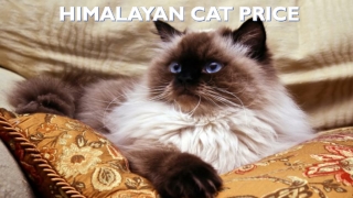 Himalayan cat price