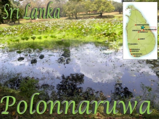 Sri Lanka Polonnaruwa Pink Lotus