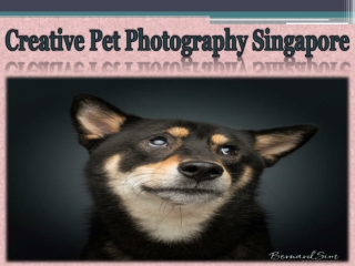 Creative Pet Photography Singapore