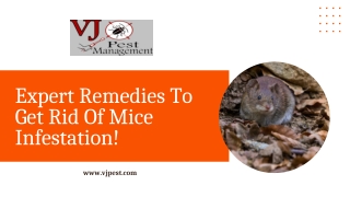 Get the Mice Treatment in Manhattan | VJ Pest Management