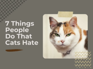 7 Things Human Do That Cats Hate