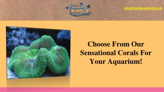 Choose From Our Sensational Corals For Your Aquarium!