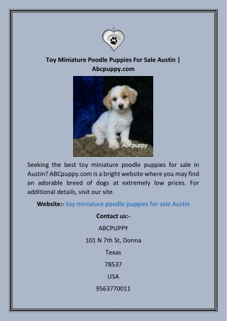 Toy Miniature Poodle Puppies For Sale Austin  Abcpuppy