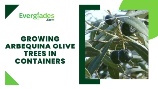 Growing Arbequina Olive Trees in Containers