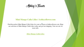 Mini Mango Calla Lilies  Ashleysflower.com