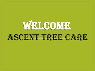 Best Tree Reduction in Carlton