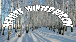 White winter birch