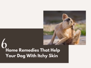 6 Home Remedies That Help Your Dog with Itchy Skin