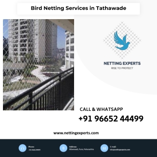 Bird Netting Services in Tathawade - Call Now  9665244499