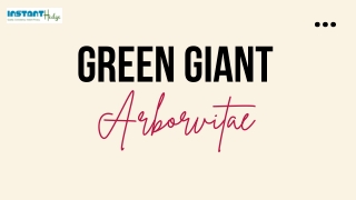 Uses Of Green Giant Arborvitae